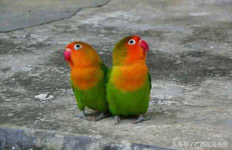 牡丹鹦鹉怎么放养,牡丹鹦鹉到底是笼养好还是散养好