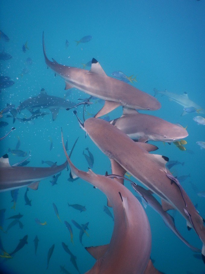 一起去帕劳旅游,去帕劳旅游自由行攻略