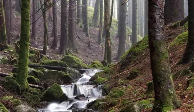 走进树林会感觉空气清新为什么呢,走进红杉林感受不一样