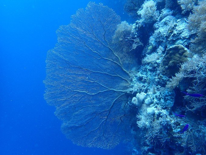 一起去帕劳旅游,去帕劳旅游自由行攻略
