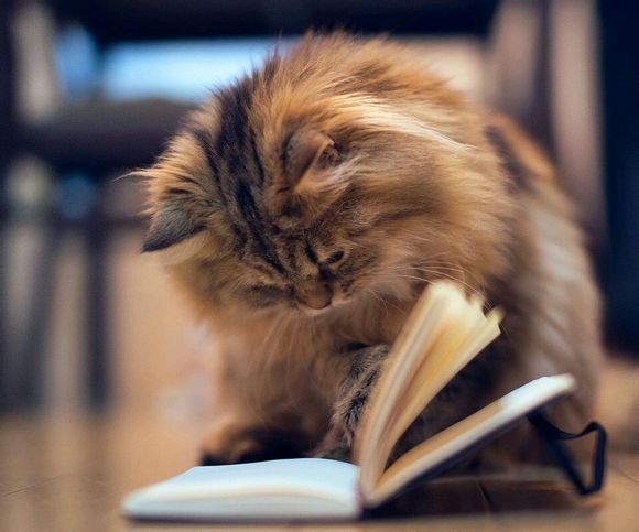 怎么防止猫跳上空调,怎样可以防止夏天猫咪吹空调