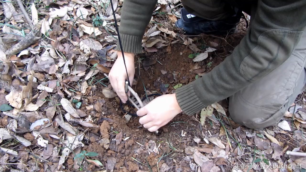 荒野求生下陷式野兔野鸡吊脚套陷阱