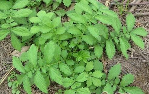 仙鹤草对血小板减少有效果吗,仙鹤草治血小板吗