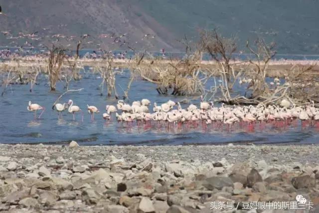 风动？树动？心动！致你，Kenya