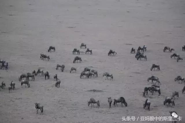 风动？树动？心动！致你，Kenya