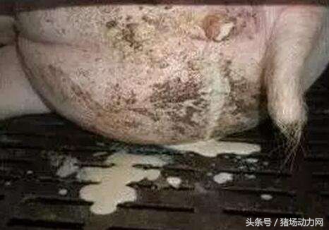 母猪产子反复发烧,母猪产后几天仔猪不明原因死