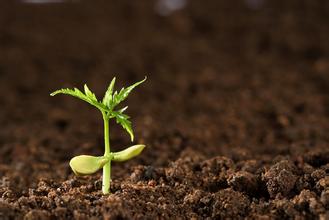 农民为什么不会被太阳晒伤,植物晒伤了怎么补救