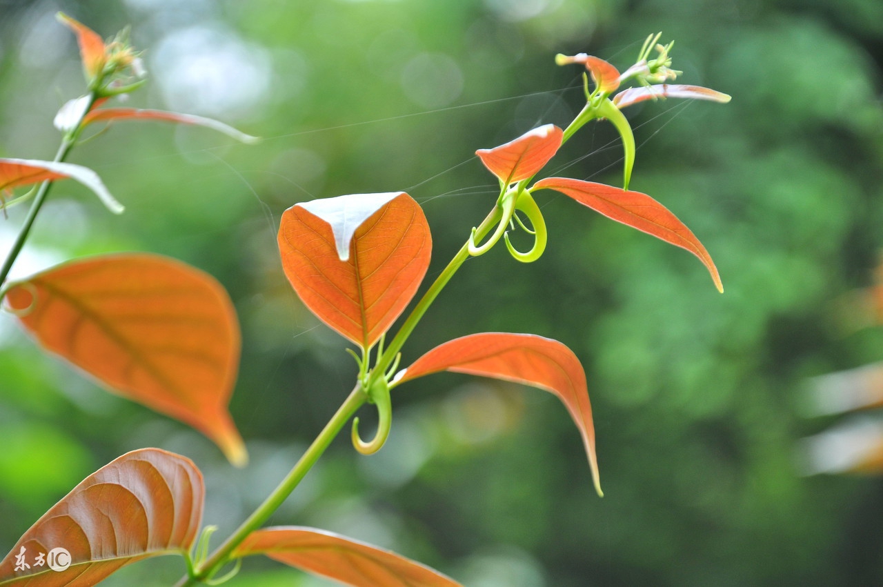 鸡球虫病的症状及防治方法,鸡球虫什么中药可以治