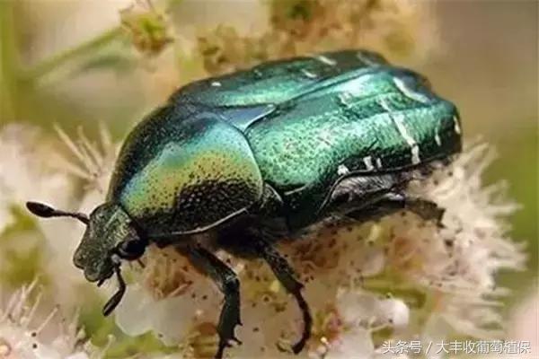 葡萄园挖土时，发现这种白色肉虫，一定要重视