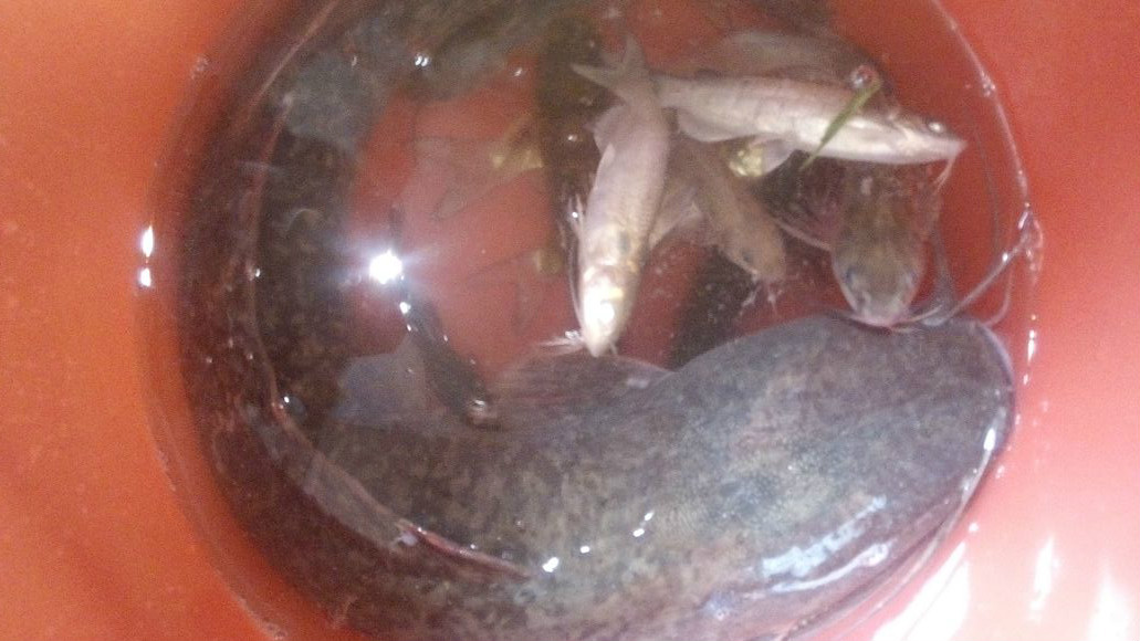 野钓蚯蚓的正确方法与技巧,野钓蚯蚓液如何开饵