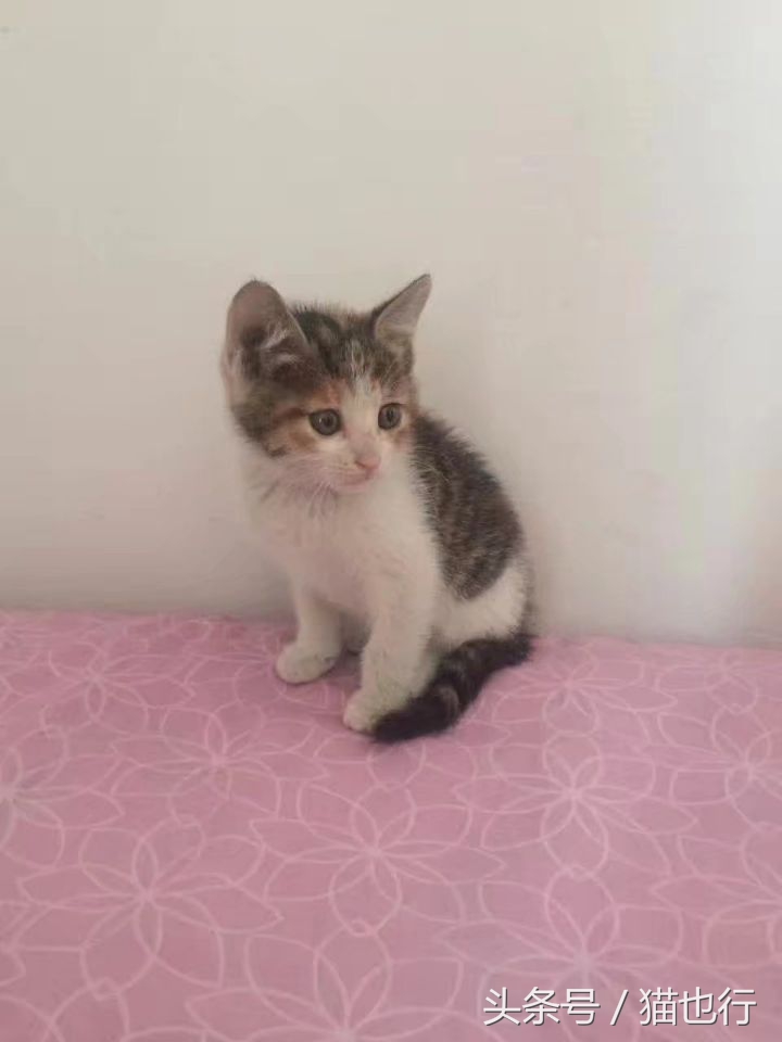 捡的小流浪猫容易养活吗,捡一只流浪猫大概要花多少钱