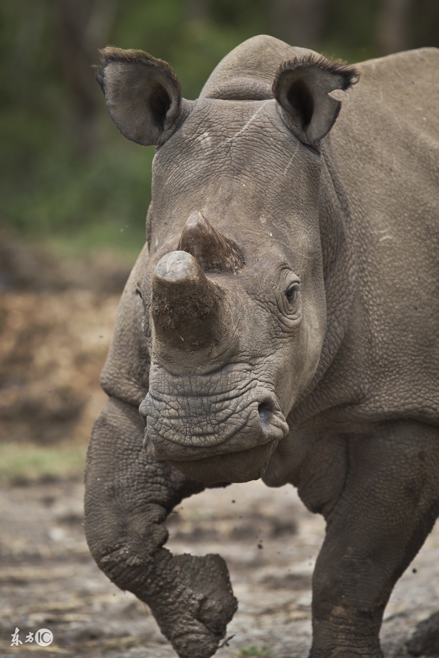 谈犀牛角的典故,犀牛角的特点