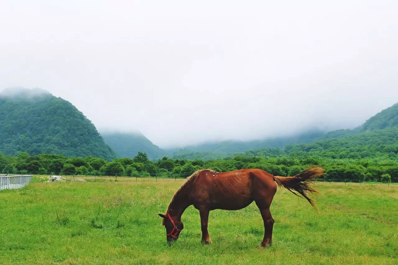 北纬30°神秘之境,在高山草甸、追逐鹿群,这里美的像天堂!