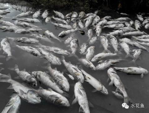 鱼池鱼中毒最常用解毒法,池塘草鱼中毒是什么原因
