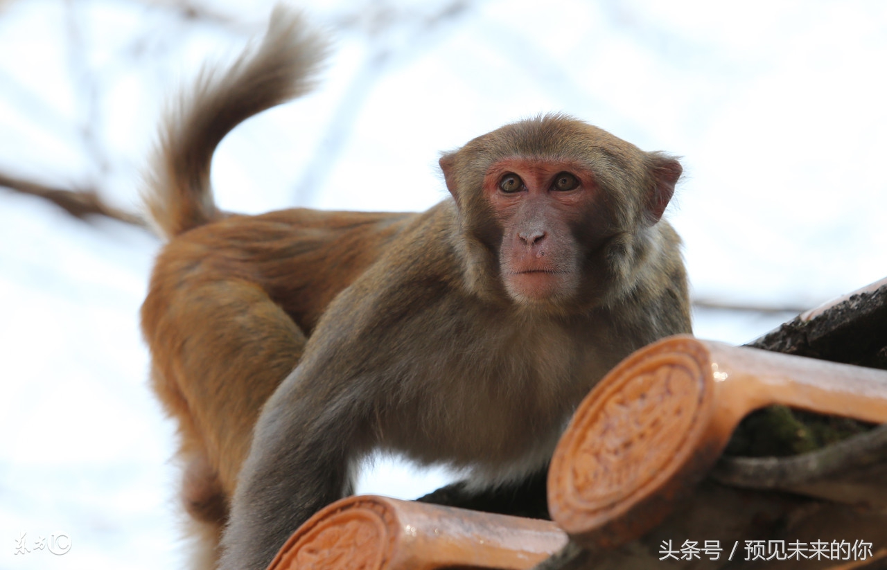 揭秘80年属猴人的毕生宿命,80年属猴人躲不过去的大难