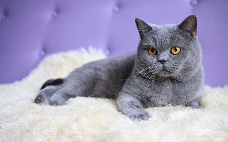 各种各样的很可爱又很好看的猫,各种可爱猫