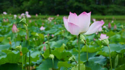 杨修之死感悟赏析,杨修之死逐句翻译