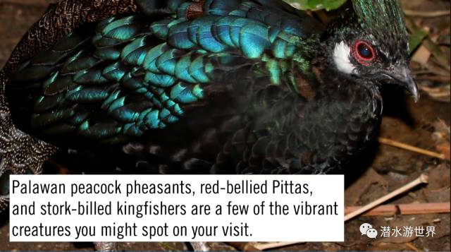 菲律宾10大海岛排名,菲律宾十大海岛