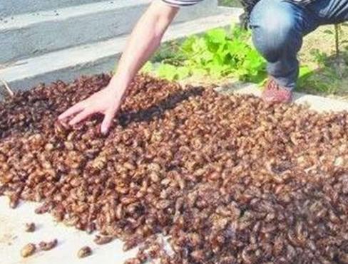 蝉是怎么蜕变成蝴蝶,蝉怎么样才可以变成飞蛾呢