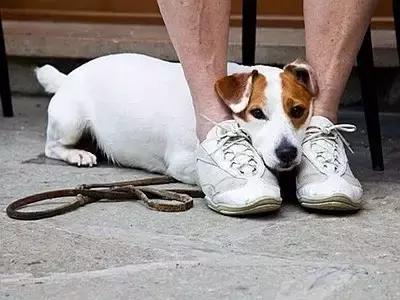 狂犬病,恐犬症患者