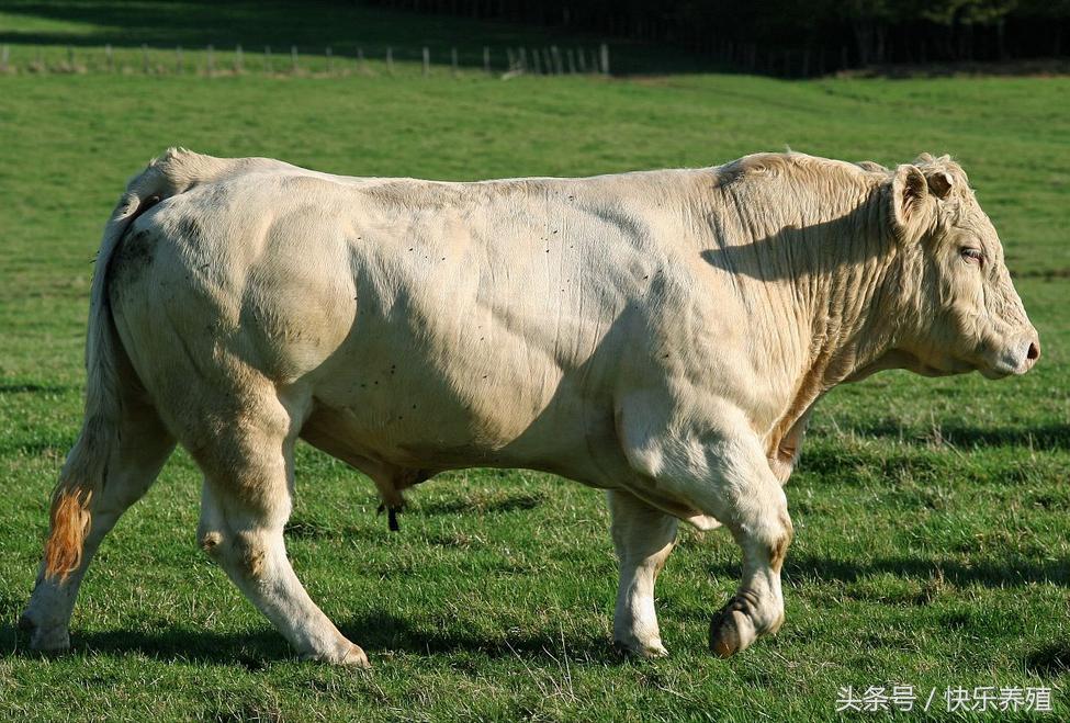夏洛莱牛肉质好不好,夏洛莱牛为什么不建议养