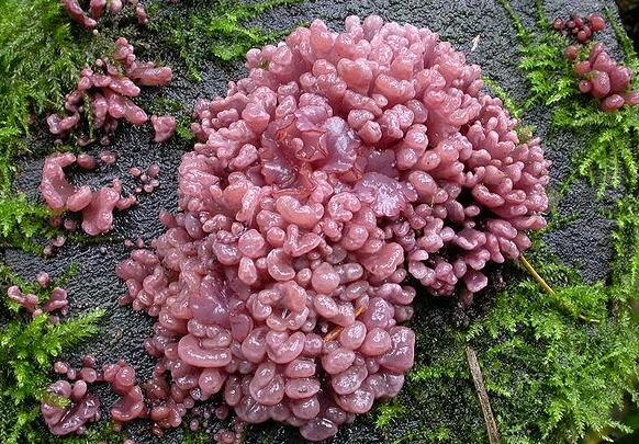 自然界最常见的菌类,令人无法解释的奇怪菌类