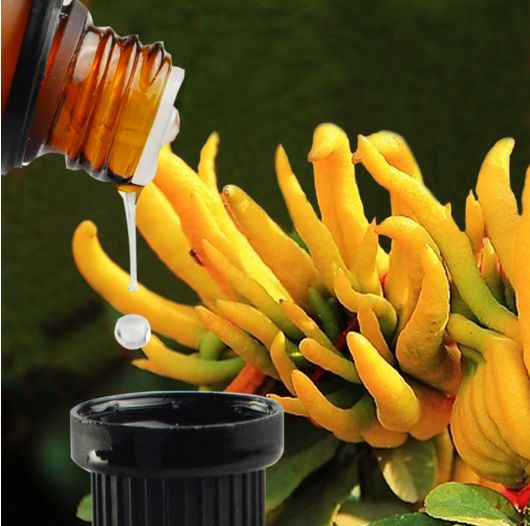 佛手在人体的作用,佛手的药用价值与功效是什么