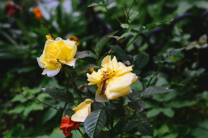 感受战斗民族日常,感受战斗民族的热情