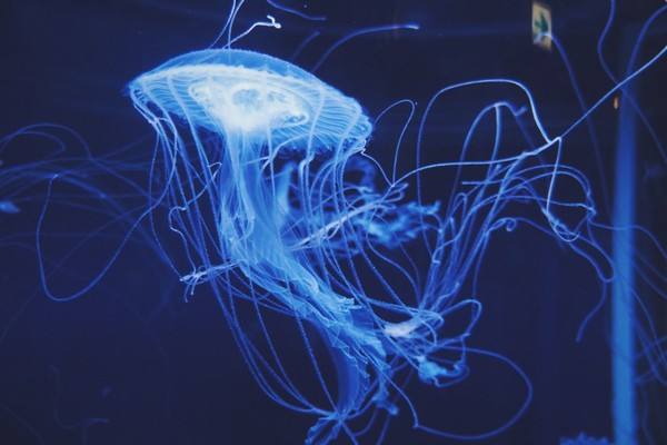 梦幻水母视频,梦幻般的水母真迷人