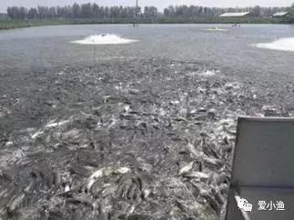 异育银鲫病毒性鳃出血病预防与控制技术