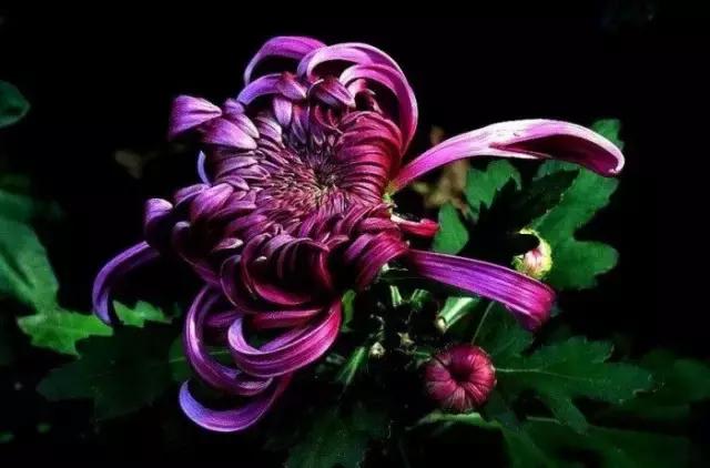 中国国花有什么样的品质,中国国花有什么品质