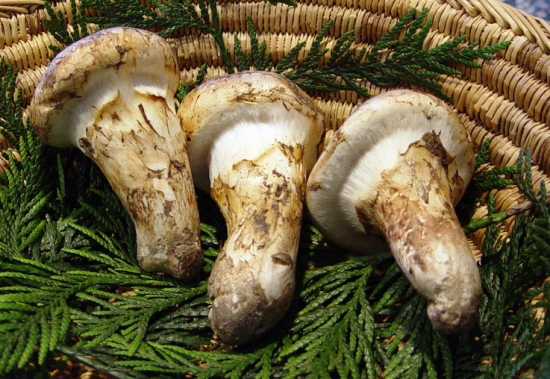 买松茸的注意什么,买松茸要啥证
