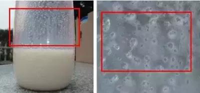 奶粉挂壁重什么原因,奶粉挂壁好还是不挂壁好