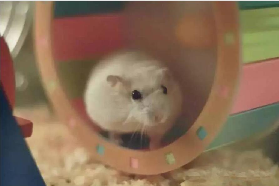 宠物仓鼠视频集,仓鼠宠物的视频