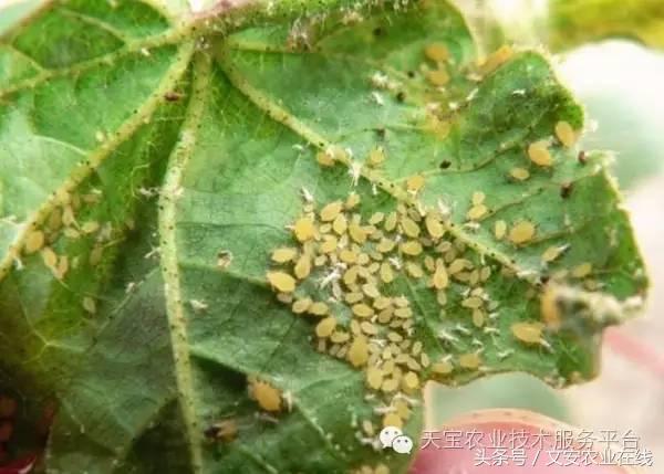 家用杀虫剂喷雾十大品牌,内吸性杀虫剂十大排行