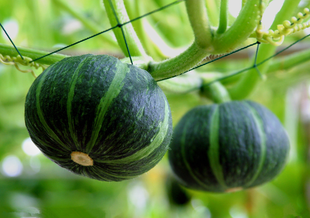 农民种植哪些水果多一些,十大适合农村种植的蔬菜项目推荐