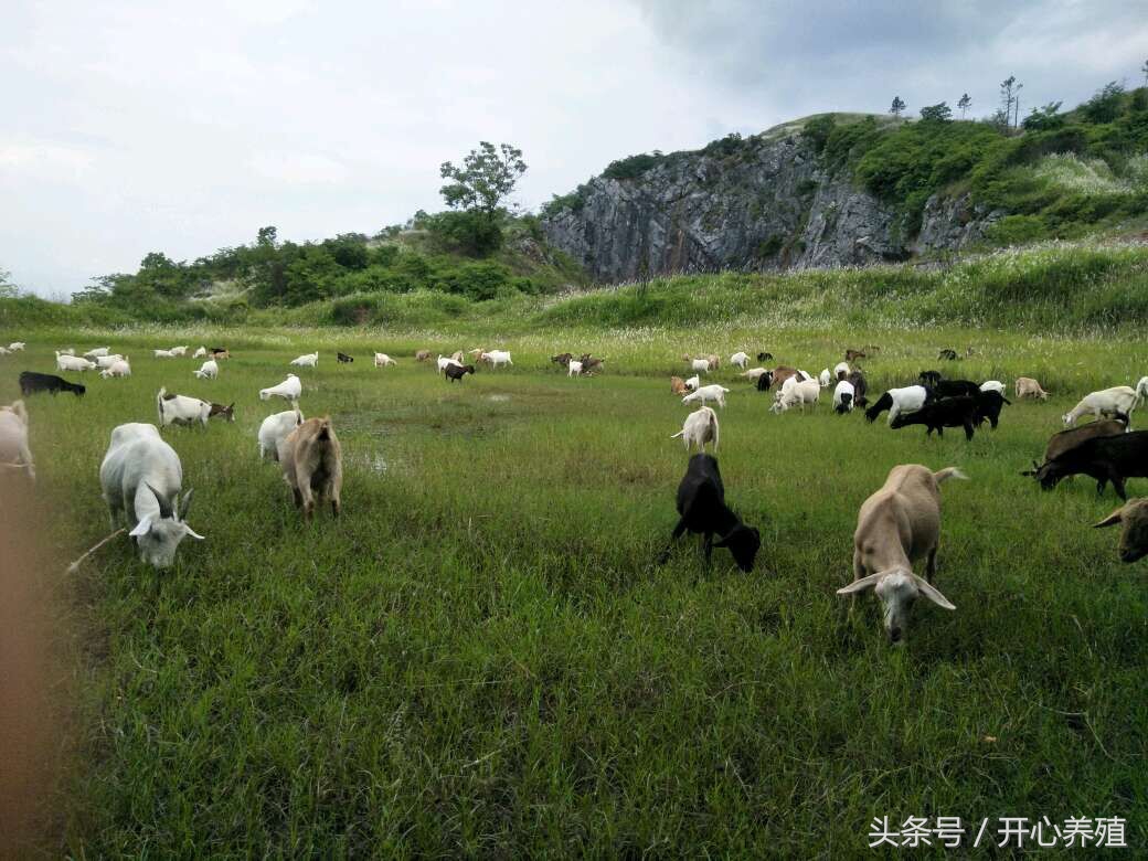 母羊产后打什么药最好,母羊产后消炎口服什么药