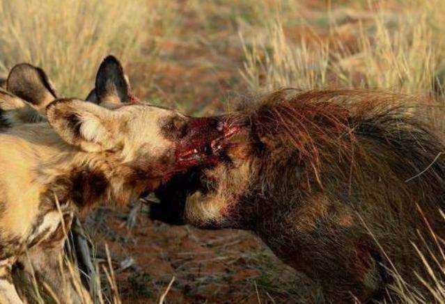 非洲八大最凶猛的动物排名，狮子已经被超越