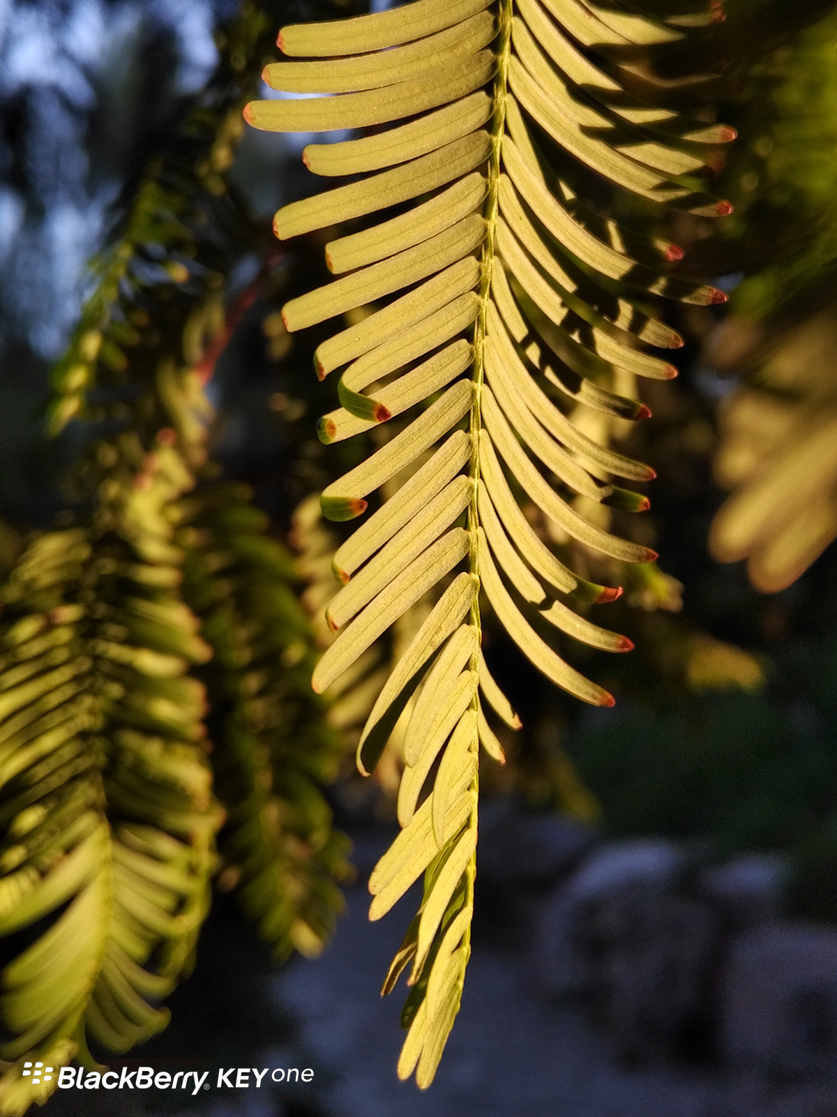 随手记录美好生活,黑莓KEYone拍照体验