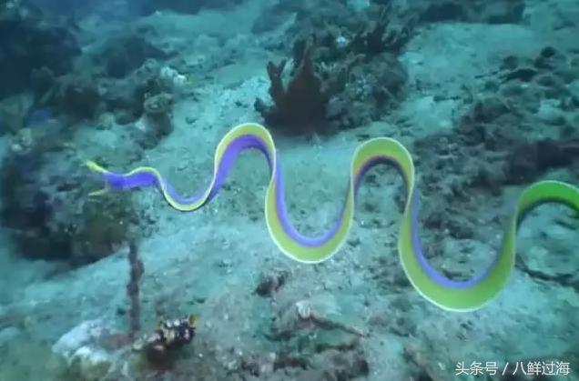 从鳗鱼的智慧说再到成为日本人餐桌上的料理食材！