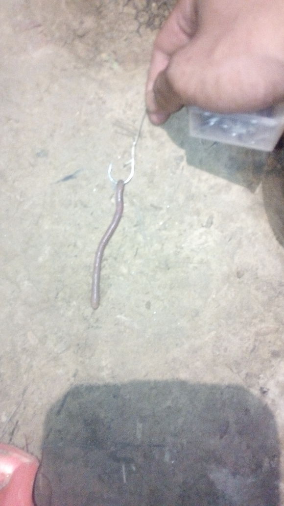 野钓蚯蚓的正确方法与技巧,野钓蚯蚓液如何开饵