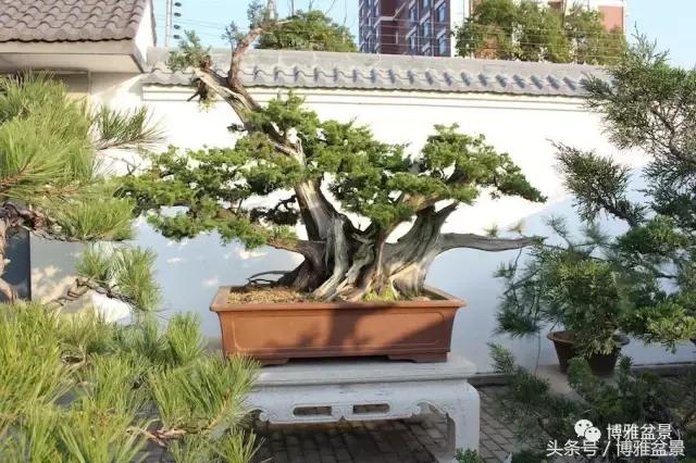 清逸园，一座闹中取静的“文人园林”