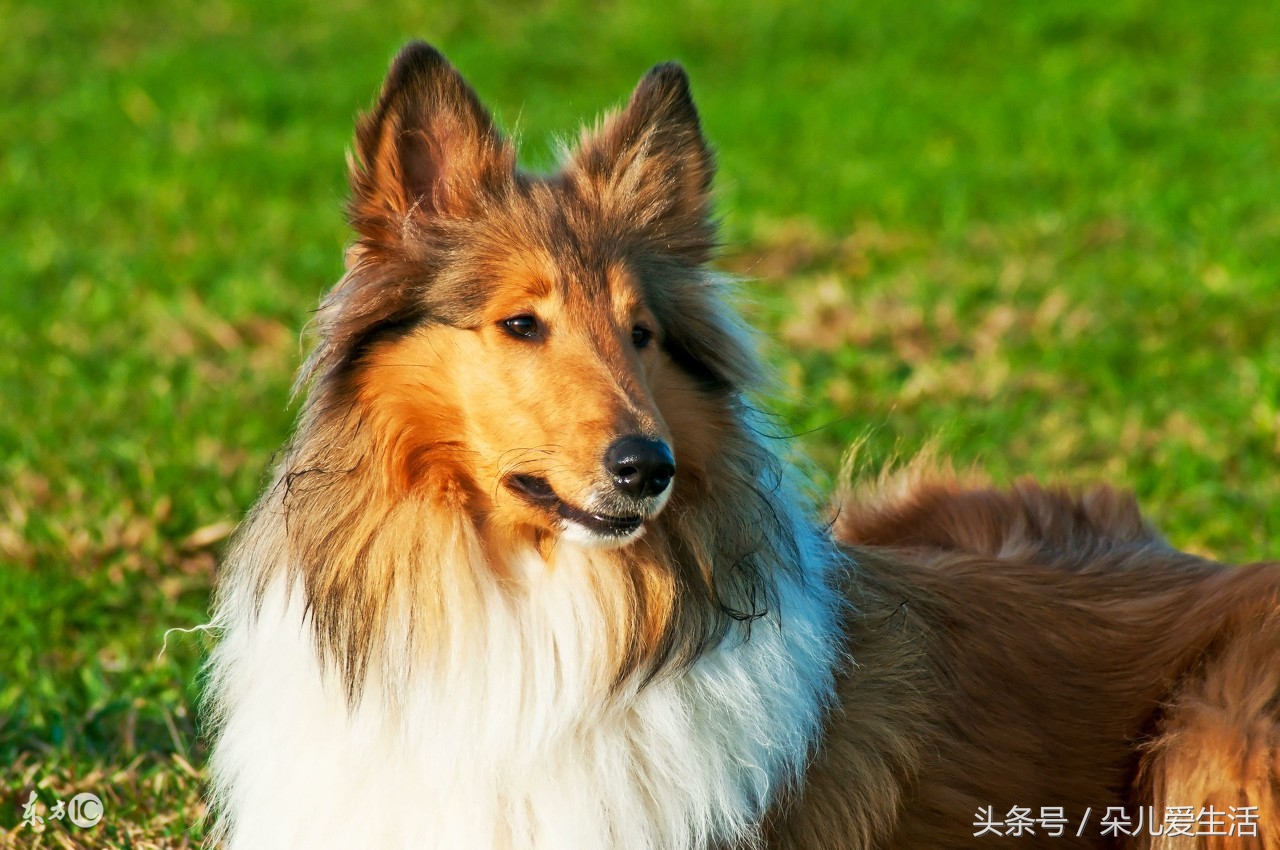 关于挪威你了解多少,苏格兰牧羊犬价格多少钱一只