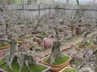 北方室外过冬的盆景对节白蜡盆景,小叶女贞和对节白蜡哪个适合盆景