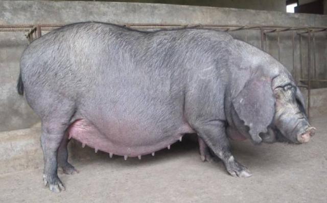 母猪哺乳期怎样不掉膘,哺乳期母猪掉膘快怎么回事