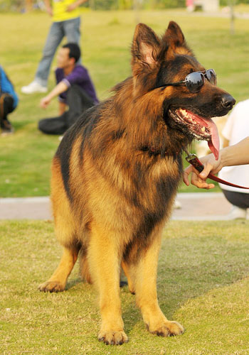 狗狗健康护理,怀孕狗狗的养护注意事项