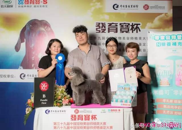 我的故事：不再迷茫的两百斤胖洋洋！我和宠物美容师的故事