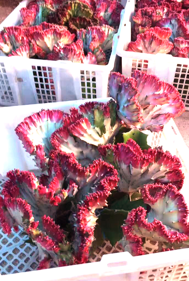 彩春峰多肉,春峰多肉植物图片大全