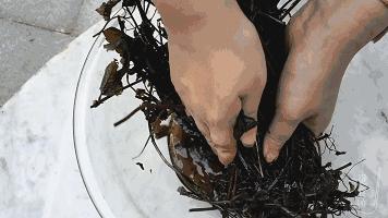 烧仙草龟苓膏的未解之谜,龟苓膏为什么叫仙草