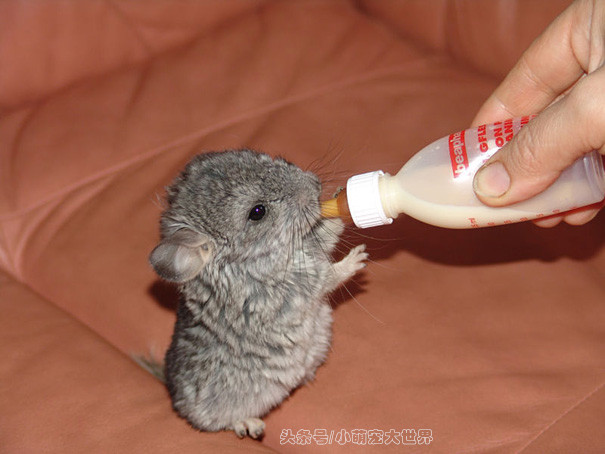 盘点那些超可爱的动物幼崽,十大最萌国宝级动物